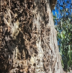 Eucalyptus melliodora at Watson Woodlands - 17 Jun 2024 10:48 AM