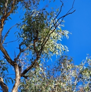 Eucalyptus melliodora at Watson Woodlands - 17 Jun 2024 10:43 AM