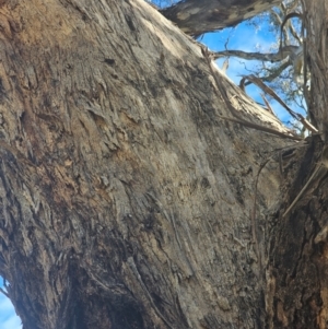 Eucalyptus melliodora at Watson Woodlands - 17 Jun 2024 10:43 AM