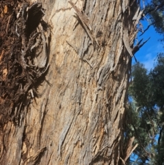 Eucalyptus melliodora at Watson Woodlands - 17 Jun 2024 10:43 AM