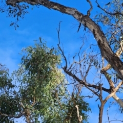 Eucalyptus melliodora at Watson Woodlands - 17 Jun 2024 10:43 AM