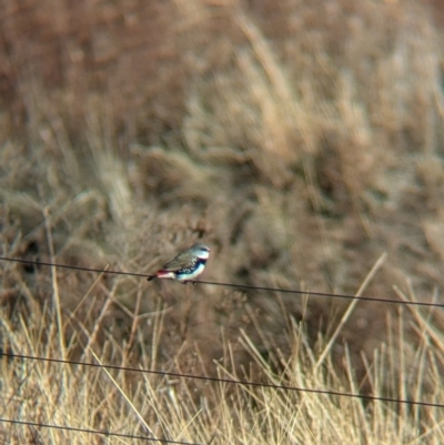 Stagonopleura guttata (Diamond Firetail) at Mullengandra, NSW - 16 Jun 2024 by Darcy