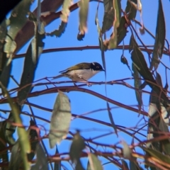 Melithreptus lunatus (White-naped Honeyeater) at Mullengandra, NSW - 16 Jun 2024 by Darcy