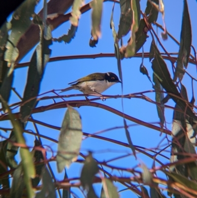 Melithreptus lunatus (White-naped Honeyeater) at Mullengandra, NSW - 16 Jun 2024 by Darcy