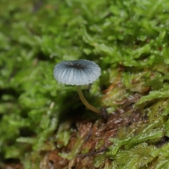 Mycena interrupta (Pixie's Parasol) at Tidbinbilla Nature Reserve - 16 Jun 2024 by TimL