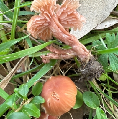 Laccaria sp. (Laccaria) at Kangaroo Valley, NSW - 17 Jun 2024 by lbradley