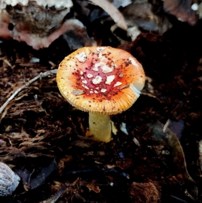 Amanita xanthocephala (Vermilion grisette) at Eurobodalla National Park - 16 Jun 2024 by Teresa