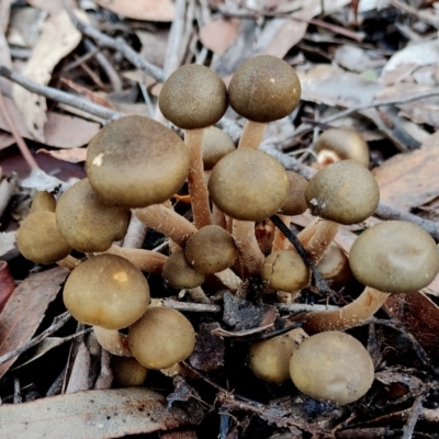 Armillaria luteobubalina (Australian Honey Fungus) at Eurobodalla National Park - 16 Jun 2024 by Teresa