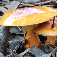 Cortinarius sinapicolor (Slimy Yellow Cortinar) at Eurobodalla National Park - 16 Jun 2024 by Teresa