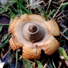 Geastrum triplex (Collared Earth Star) at Eurobodalla National Park - 16 Jun 2024 by Teresa