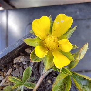 Potentilla indica at Watson, ACT - 17 Jun 2024 11:36 AM