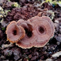 Unidentified Cap on a stem; none of the above at Bodalla State Forest - 16 Jun 2024 by Teresa