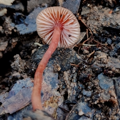 Laccaria sp. (Laccaria) at Eurobodalla National Park - 16 Jun 2024 by Teresa