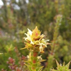 Richea sprengelioides at Wellington Park, TAS - 15 Jun 2024 09:27 AM