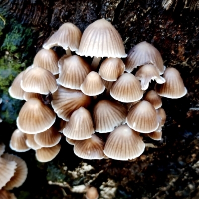 Mycena subgalericulata at Eurobodalla National Park - 16 Jun 2024 by Teresa