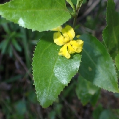 Goodenia ovata (Hop Goodenia) at Mimosa Rocks National Park - 15 Jun 2024 by plants