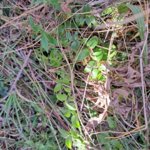 Asparagus asparagoides at Mount Majura - 17 Jun 2024