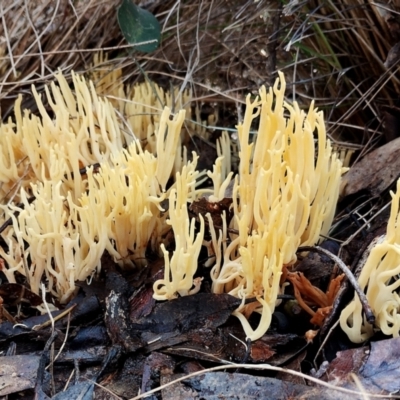 Ramaria lorithamnus at Eurobodalla National Park - 16 Jun 2024 by Teresa