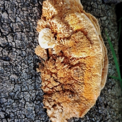 Unidentified Underside smooth or wrinkled/roughened <Stereum etc> at Eurobodalla National Park - 16 Jun 2024 by Teresa