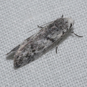 Lichenaula onychotypa at WendyM's farm at Freshwater Ck. - 21 Feb 2023 02:12 AM