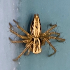 Oxyopes (genus) (Lynx spider) at QPRC LGA - 17 Jun 2024 by Hejor1