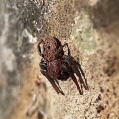 Cymbacha ocellata at QPRC LGA - 17 Jun 2024