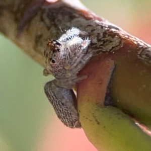 Opisthoncus grassator at QPRC LGA - 17 Jun 2024