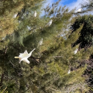 Cacatua sanguinea at QPRC LGA - 17 Jun 2024 11:12 AM