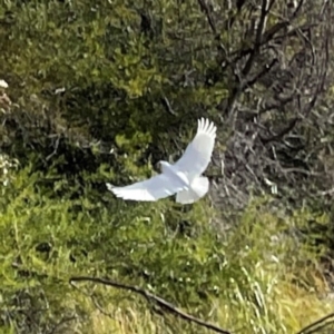 Cacatua sanguinea at QPRC LGA - 17 Jun 2024 11:12 AM