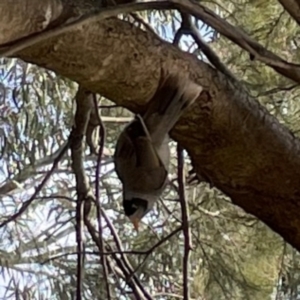 Manorina melanocephala at QPRC LGA - 17 Jun 2024