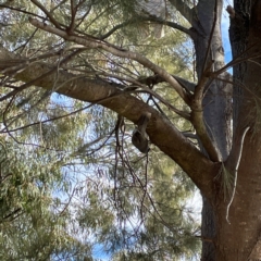 Manorina melanocephala at QPRC LGA - 17 Jun 2024