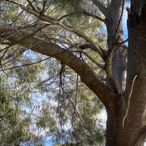 Manorina melanocephala at QPRC LGA - 17 Jun 2024