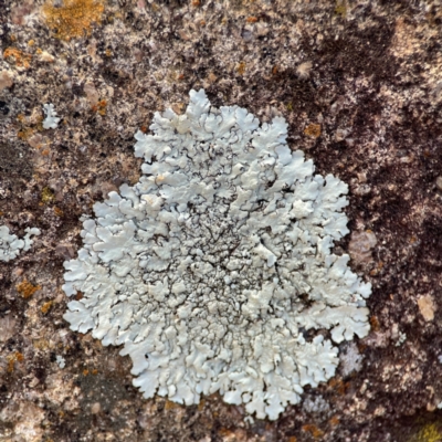 Xanthoparmelia sp. (Rock-shield lichen (foliose lichen)) at QPRC LGA - 17 Jun 2024 by Hejor1