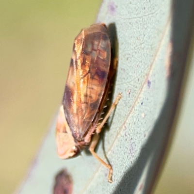 Brunotartessus fulvus (Yellow-headed Leafhopper) at QPRC LGA - 17 Jun 2024 by Hejor1