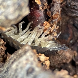 Porcellio scaber at QPRC LGA - 17 Jun 2024