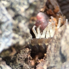 Porcellio scaber at QPRC LGA - 17 Jun 2024 12:12 PM