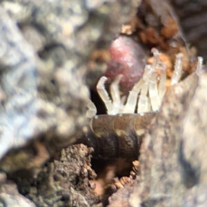 Porcellio scaber at QPRC LGA - 17 Jun 2024 12:12 PM