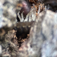 Porcellio scaber at QPRC LGA - 17 Jun 2024