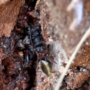 Daerlac cephalotes at QPRC LGA - 17 Jun 2024