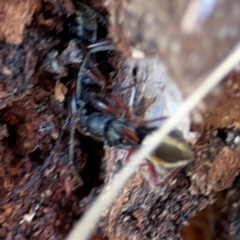 Daerlac cephalotes at QPRC LGA - 17 Jun 2024