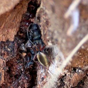 Daerlac cephalotes at QPRC LGA - 17 Jun 2024