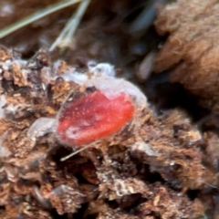 Erythraeidae (family) (Erythraeid mite) at QPRC LGA - 17 Jun 2024 by Hejor1