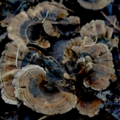 Phellodon niger at Eurobodalla National Park - 16 Jun 2024 by Teresa