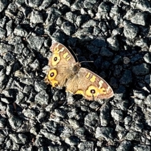 Junonia villida at Aranda, ACT - 17 Jun 2024