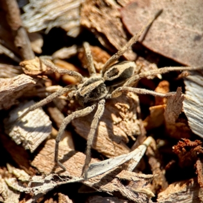 Unverified Wolf spider (Lycosidae) at Aranda, ACT - 16 Jun 2024 by KMcCue