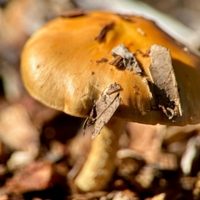 zz agaric (stem; gills not white/cream) at Aranda, ACT - 16 Jun 2024 by KMcCue