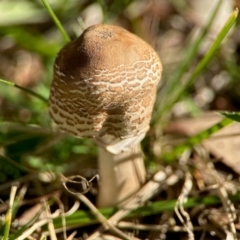 Macrolepiota clelandii (Macrolepiota clelandii) at Aranda, ACT - 16 Jun 2024 by KMcCue