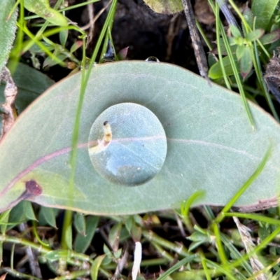Unverified Insect at Aranda, ACT - 16 Jun 2024 by KMcCue