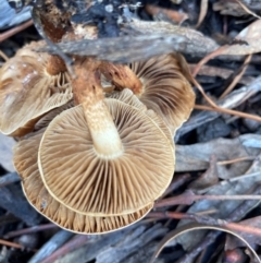 Unidentified Fungus at Australian National University - 17 Jun 2024 by JohnGiacon