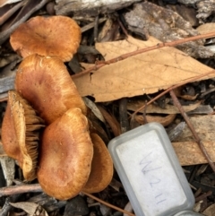 zz agaric (stem; gills not white/cream) at Australian National University - 17 Jun 2024 12:59 PM